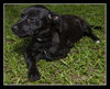 Alice the Black Lab Puppy