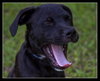 Alice the Black Lab Puppy