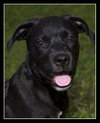 Alice the Black Lab Puppy
