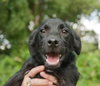 Alice the Black Lab Puppy