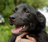 Alice the Black Lab Puppy
