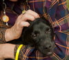 Alice the Black Lab Puppy
