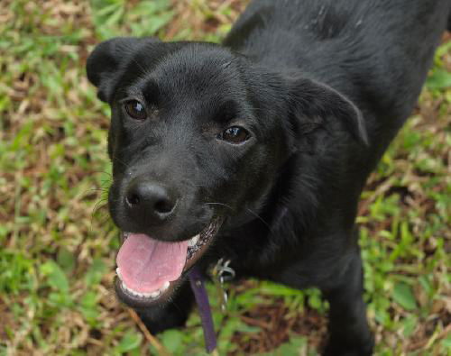 Iggy the Minature Shepherd/ Lab