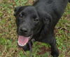 Iggy the Minature Shepherd/ Lab