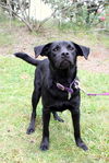 Iggy the Minature Shepherd/ Lab