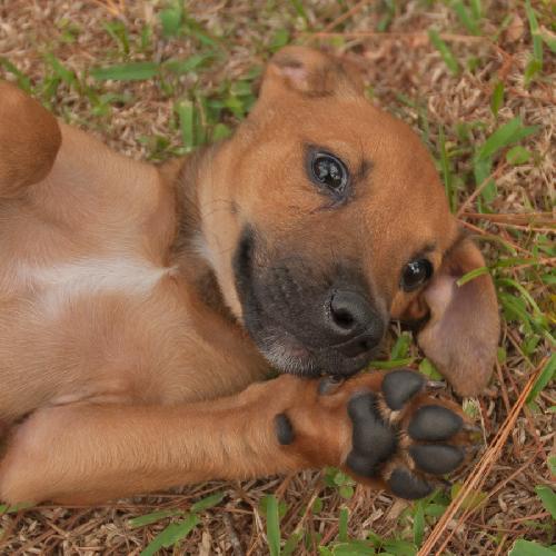 Jellybean or JB  the Lab Puppy