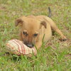 Jellybean or JB  the Lab Puppy