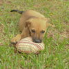 Jellybean or JB  the Lab Puppy