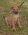 Jellybean or JB  the Lab Puppy