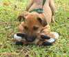 Jellybean or JB  the Lab Puppy