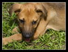 Jellybean or JB  the Lab Puppy