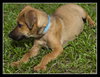 Jellybean or JB  the Lab Puppy