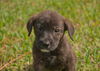 Farmer the Boxer/ Lab