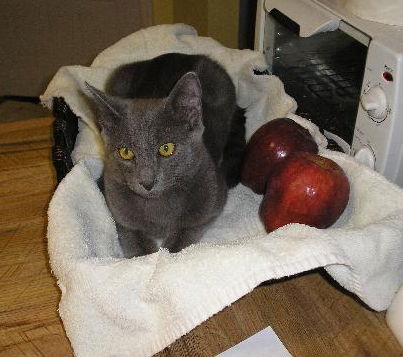 Scooter the Kitten