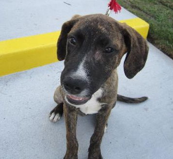 Lady Anne the Lab/Hound Puppy