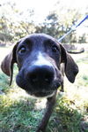 Lady Anne the Lab/Hound Puppy