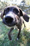 Lady Anne the Lab/Hound Puppy