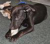 Chedder the Dobie Mix Puppy