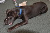 Chedder the Dobie Mix Puppy