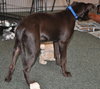 Chedder the Dobie Mix Puppy
