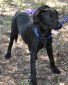 Pepsi the Lab Mix Puppy