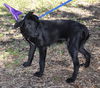 Pepsi the Lab Mix Puppy