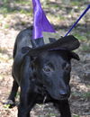 Pepsi the Lab Mix Puppy