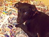 Tinkle the Sweet and Gentle Lab