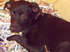 Tinkle the Sweet and Gentle Lab