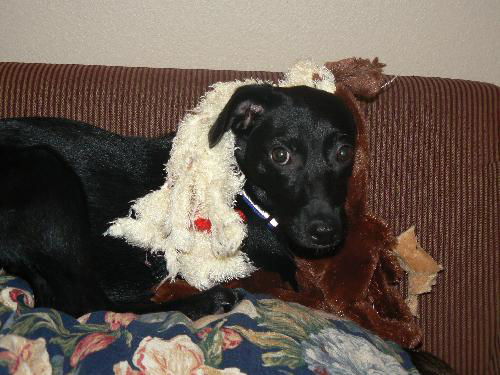 Tinkle the Sweet and Gentle Lab