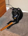 Tinkle the Sweet and Gentle Lab