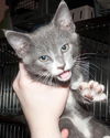 Maverick the Kitten
