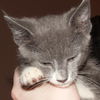 Maverick the Kitten