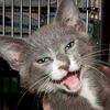 Maverick the Kitten
