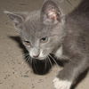 Maverick the Kitten