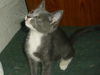 Maverick the Kitten