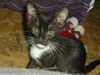 Spencer the Tuxedo Kitten