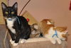 Spencer the Tuxedo Kitten