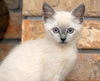 Angel the Siamese Kitten