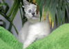 Angel the Siamese Kitten