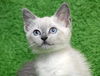Angel the Siamese Kitten
