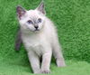 Angel the Siamese Kitten