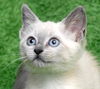 Angel the Siamese Kitten