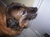 Gracie the Shepherd