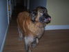 Gracie the Shepherd