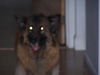 Gracie the Shepherd
