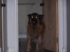 Gracie the Shepherd
