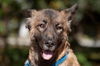 Gracie the Shepherd