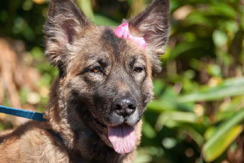 Gracie the Shepherd