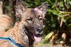 Gracie the Shepherd